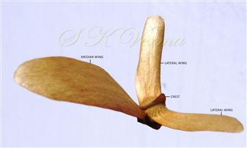  Fruit (Samara)